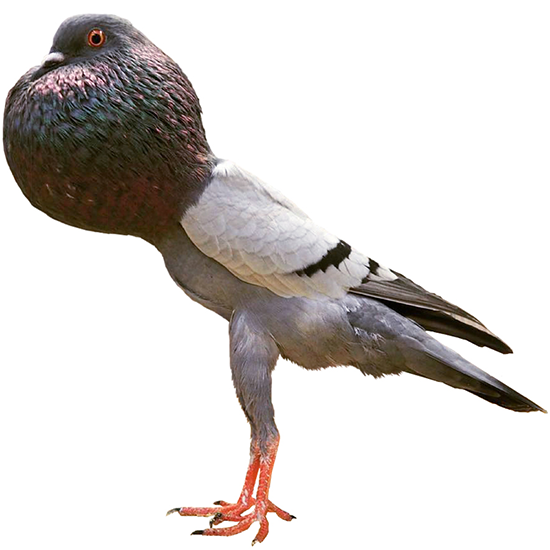 Brunner Pouter Pigeon